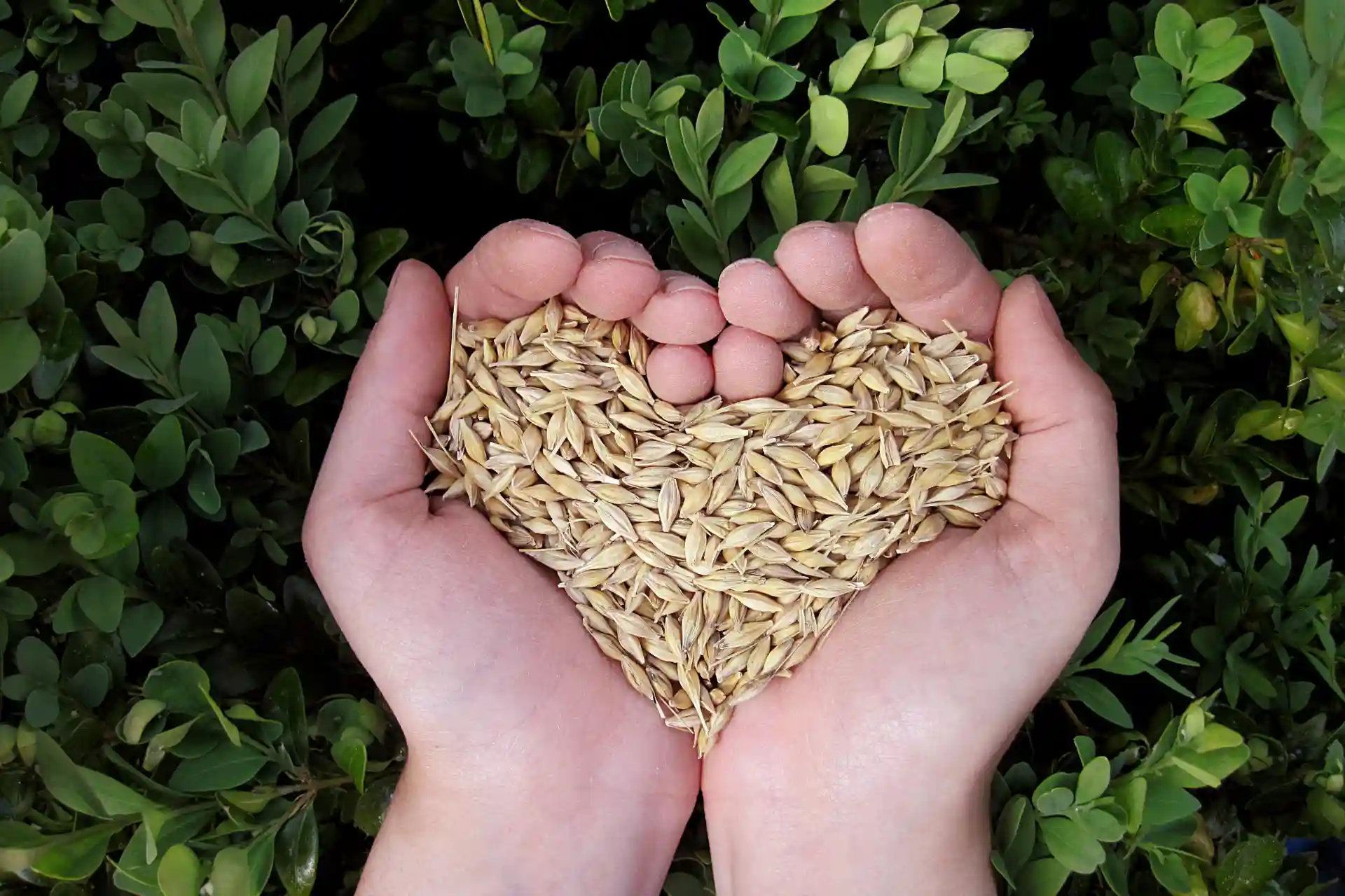 Grains of Cereals on Hand - seeds of love dcw